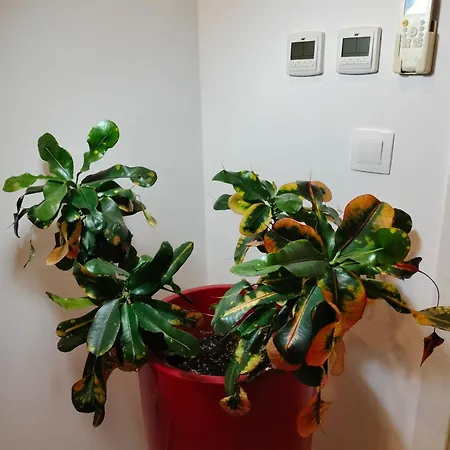 Maria's Village * タヴィラ